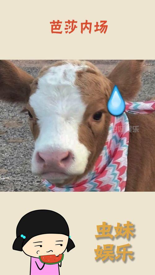 抖音吃瓜娱乐博主是谁呀,揭秘幕后故事