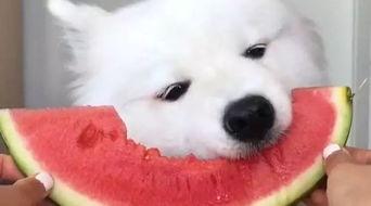 娱乐吃瓜酱萨摩耶