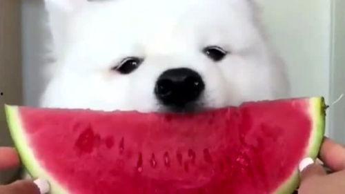 娱乐吃瓜酱萨摩耶