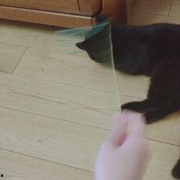 娱乐吃瓜酱猫咪视频