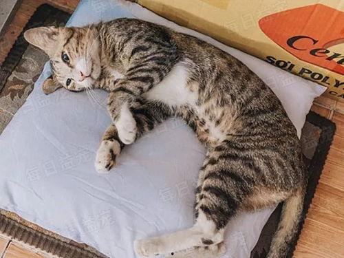 娱乐吃瓜酱猫咪视频